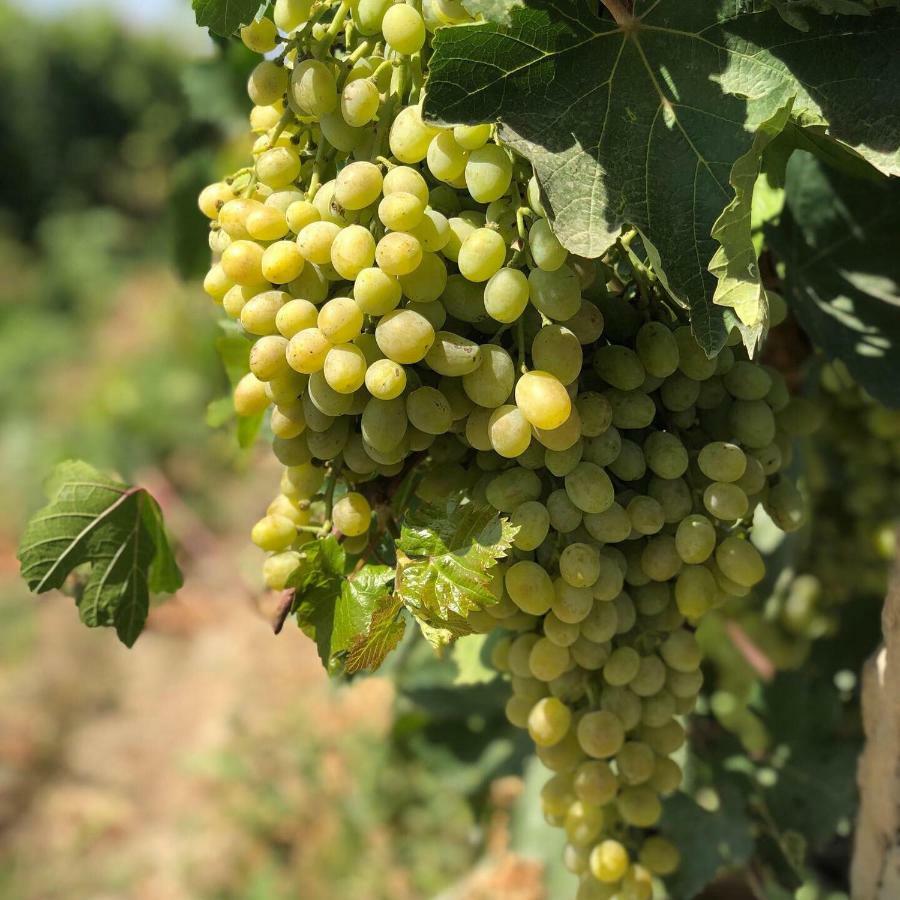 Areni Wine Cellar Otel Dış mekan fotoğraf